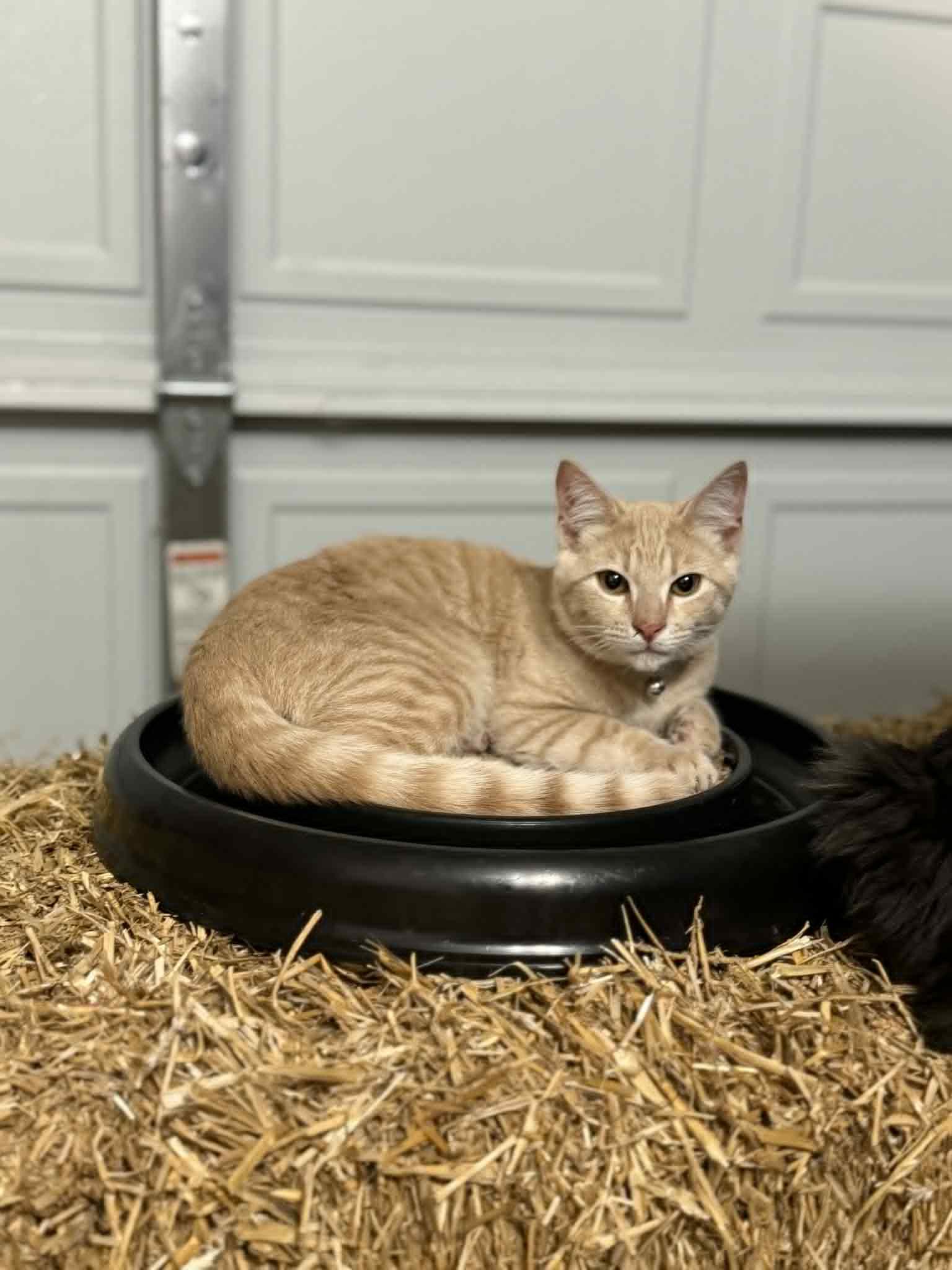 Todd, Adoptable, Young Male Domestic Short Hair.