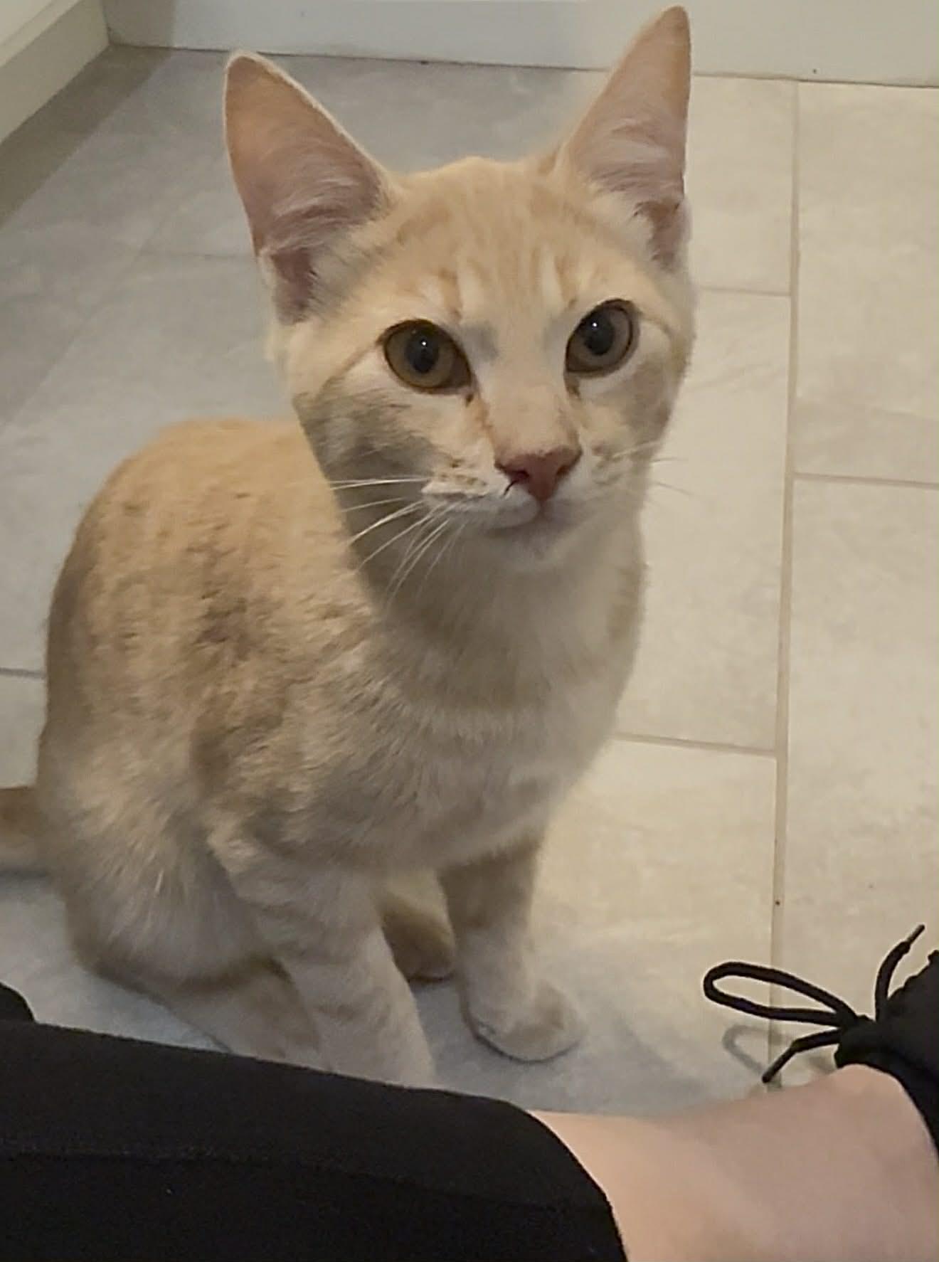 Enlarge Todd, an adopted Domestic Short Hair in Colcord, OK image 2/3