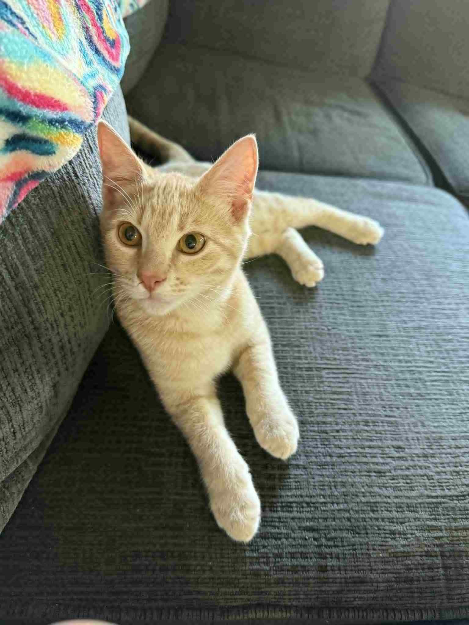 Enlarge Todd, an adopted Domestic Short Hair in Colcord, OK image 3/3