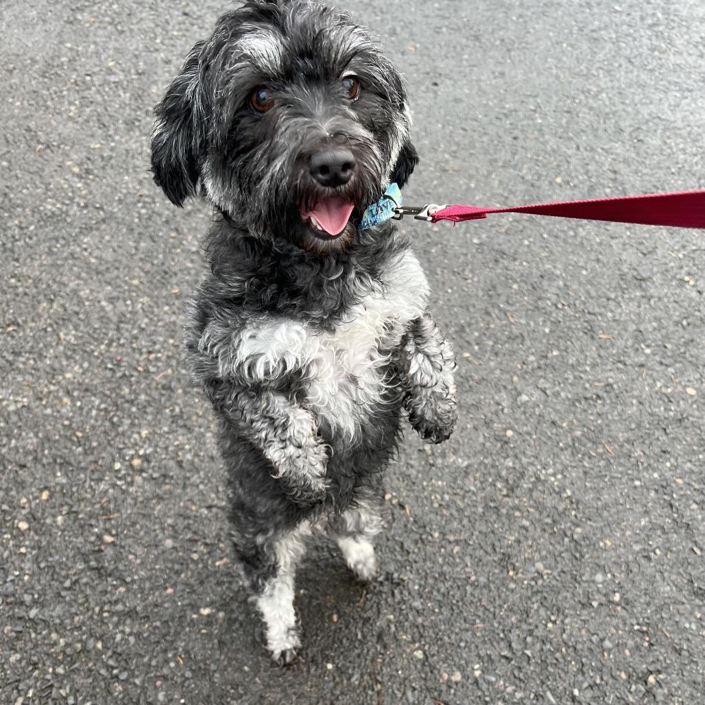Sadie, Adoptable, Adult Female Maltese.
