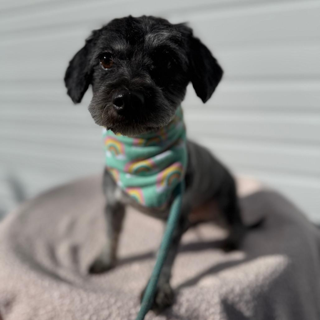 Sadie, Adoptable, Adult Female Maltese.