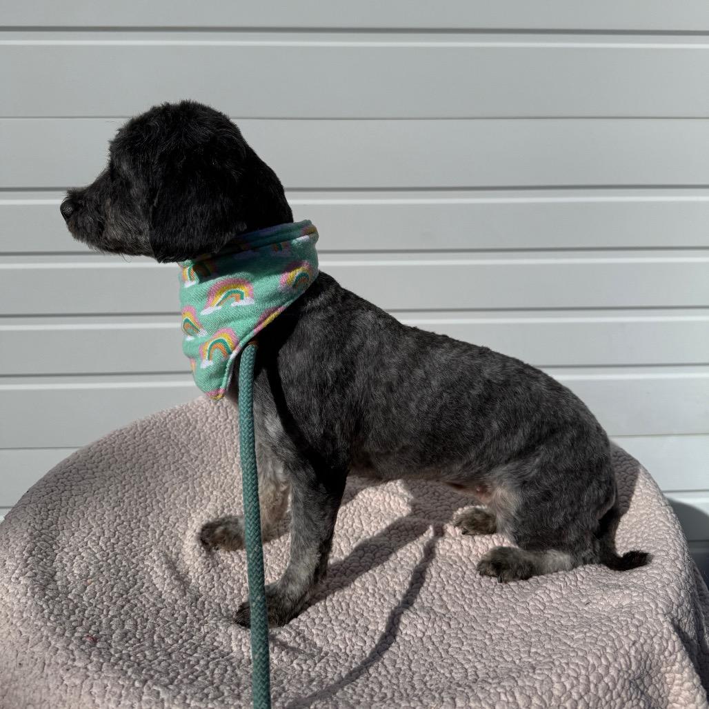 Sadie, a Adoptable mixed breed in Newberg, OR image 2/6