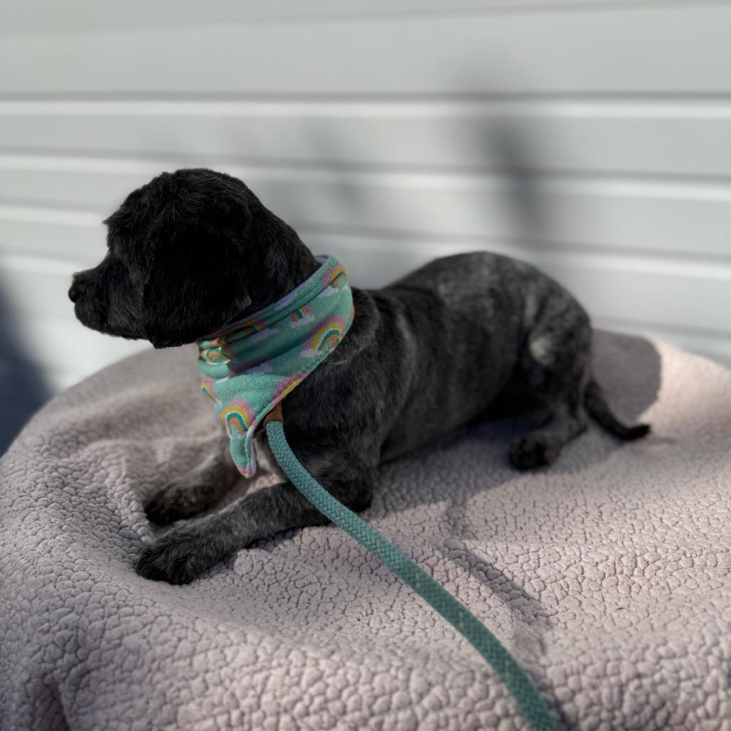 Sadie, a Adoptable mixed breed in Newberg, OR image 3/6