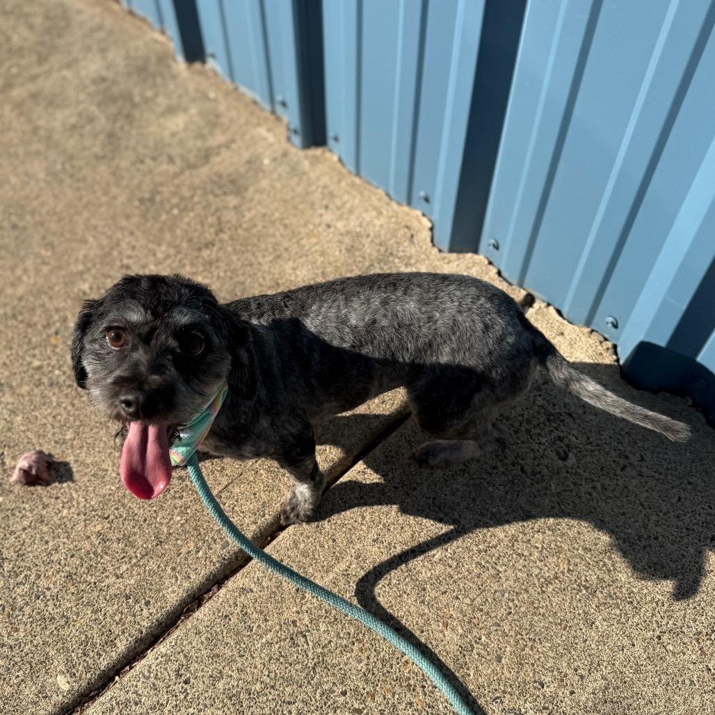 Sadie, a Adoptable mixed breed in Newberg, OR image 4/6