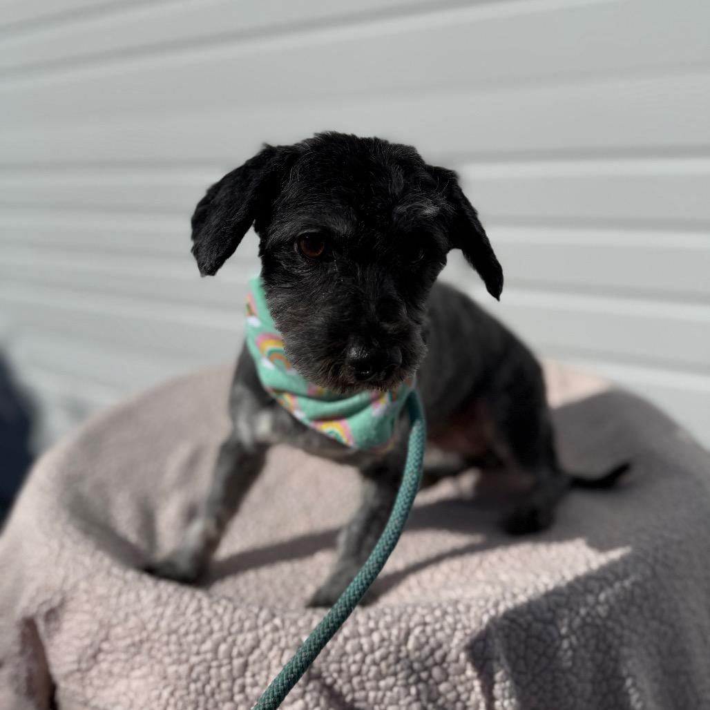 Sadie, a Adoptable mixed breed in Newberg, OR image 5/6