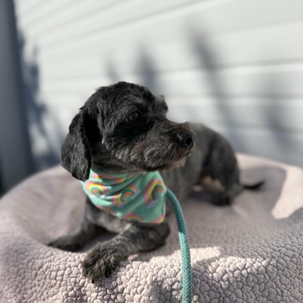 Sadie, a Adoptable mixed breed in Newberg, OR image 6/6
