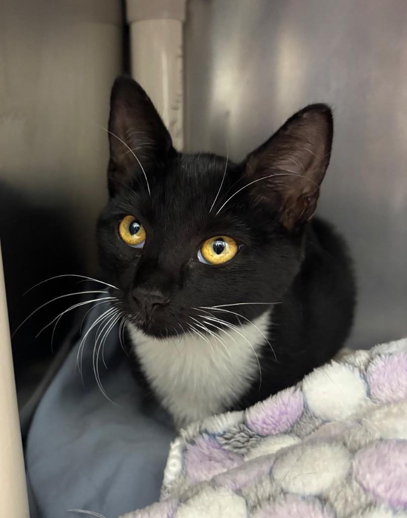 Enlarge Puffin, a Adoptable mixed breed in Pomona, NY image 1/1