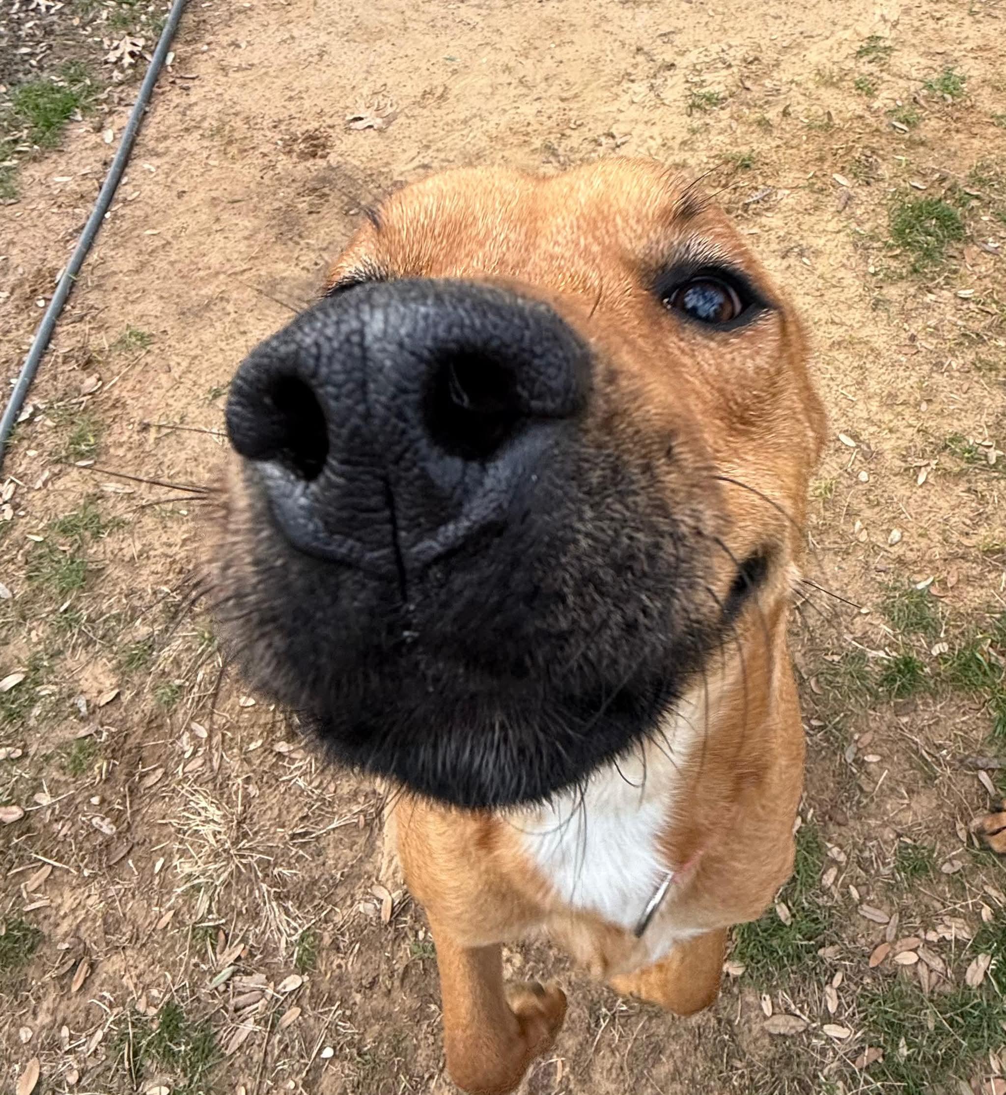 Enlarge Taffy, a Adoptable mixed breed in New Haven , CT image 4/6