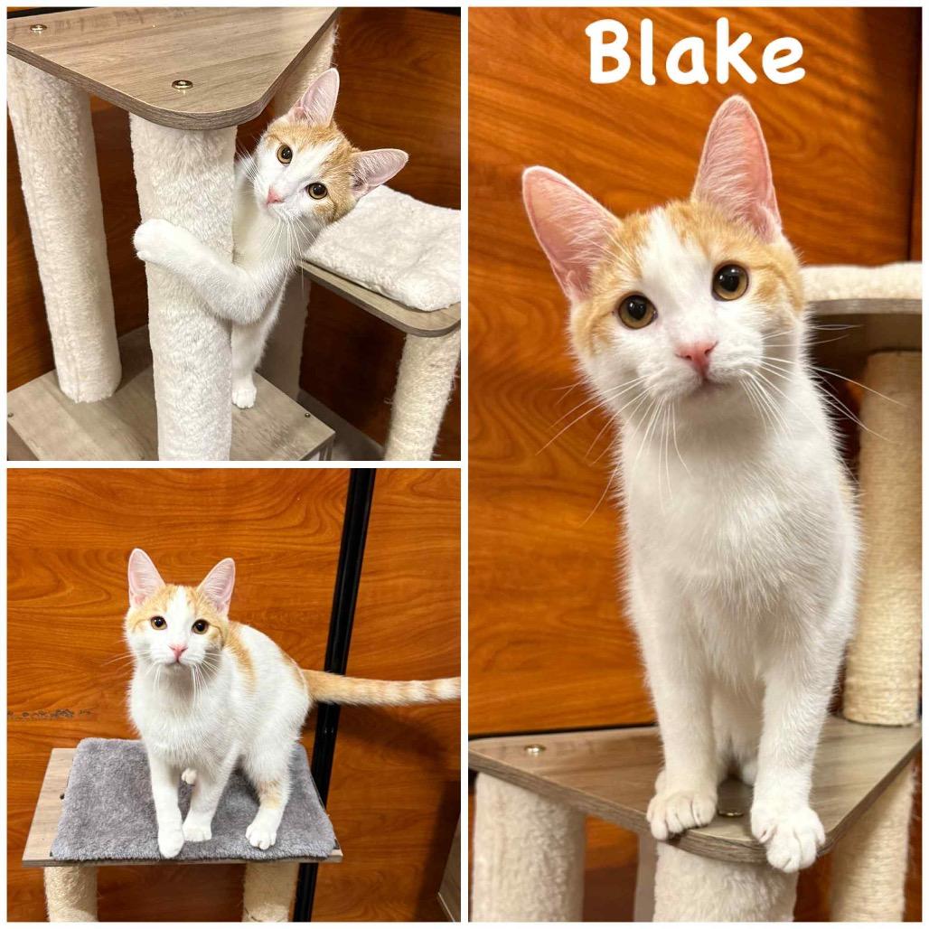 Enlarge Blake, a Adoptable Domestic Short Hair in Hemet, CA image 1/4