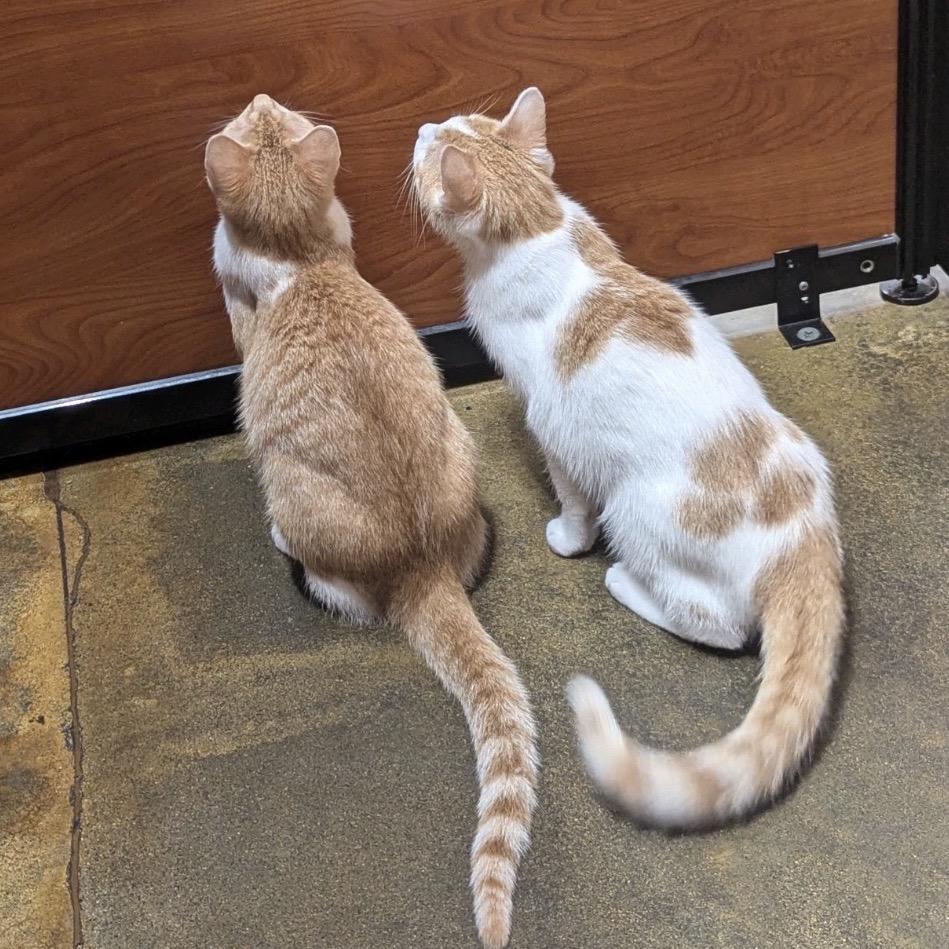 Enlarge Blake, a Adoptable Domestic Short Hair in Hemet, CA image 2/4