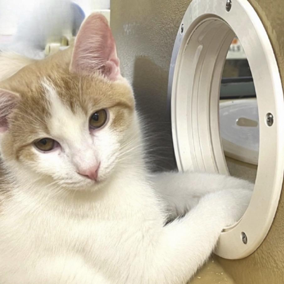 Enlarge Blake, a Adoptable Domestic Short Hair in Hemet, CA image 3/4