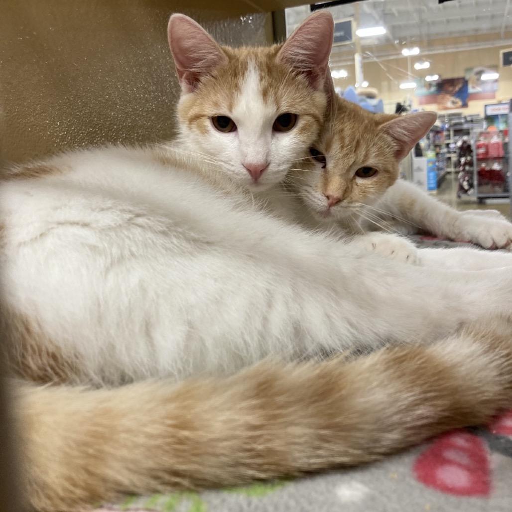 Enlarge Blake, a Adoptable Domestic Short Hair in Hemet, CA image 4/4