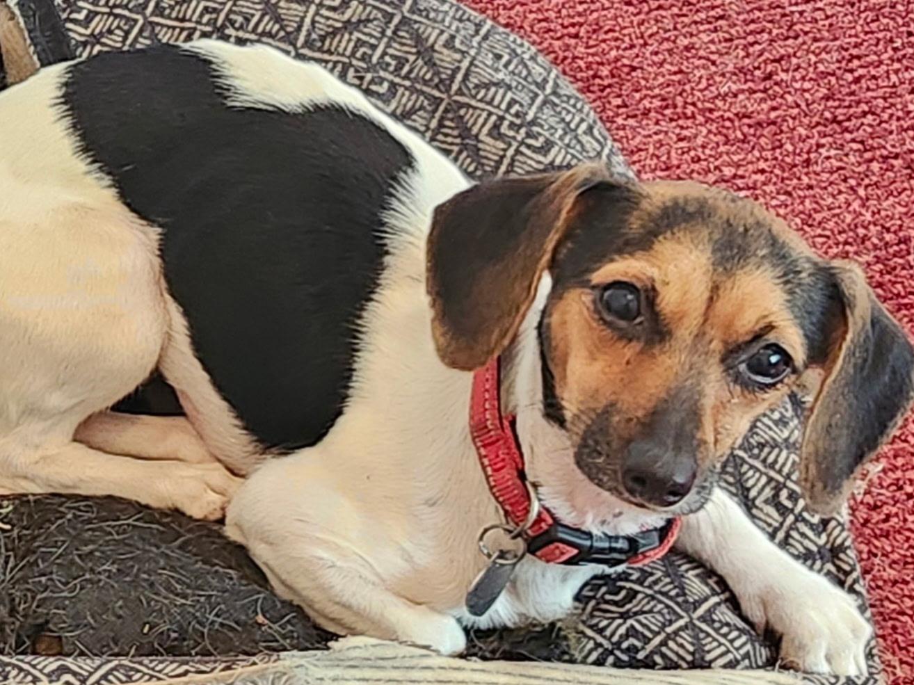 Raven, a Adoptable mixed breed in Livermore, CA image 2/4