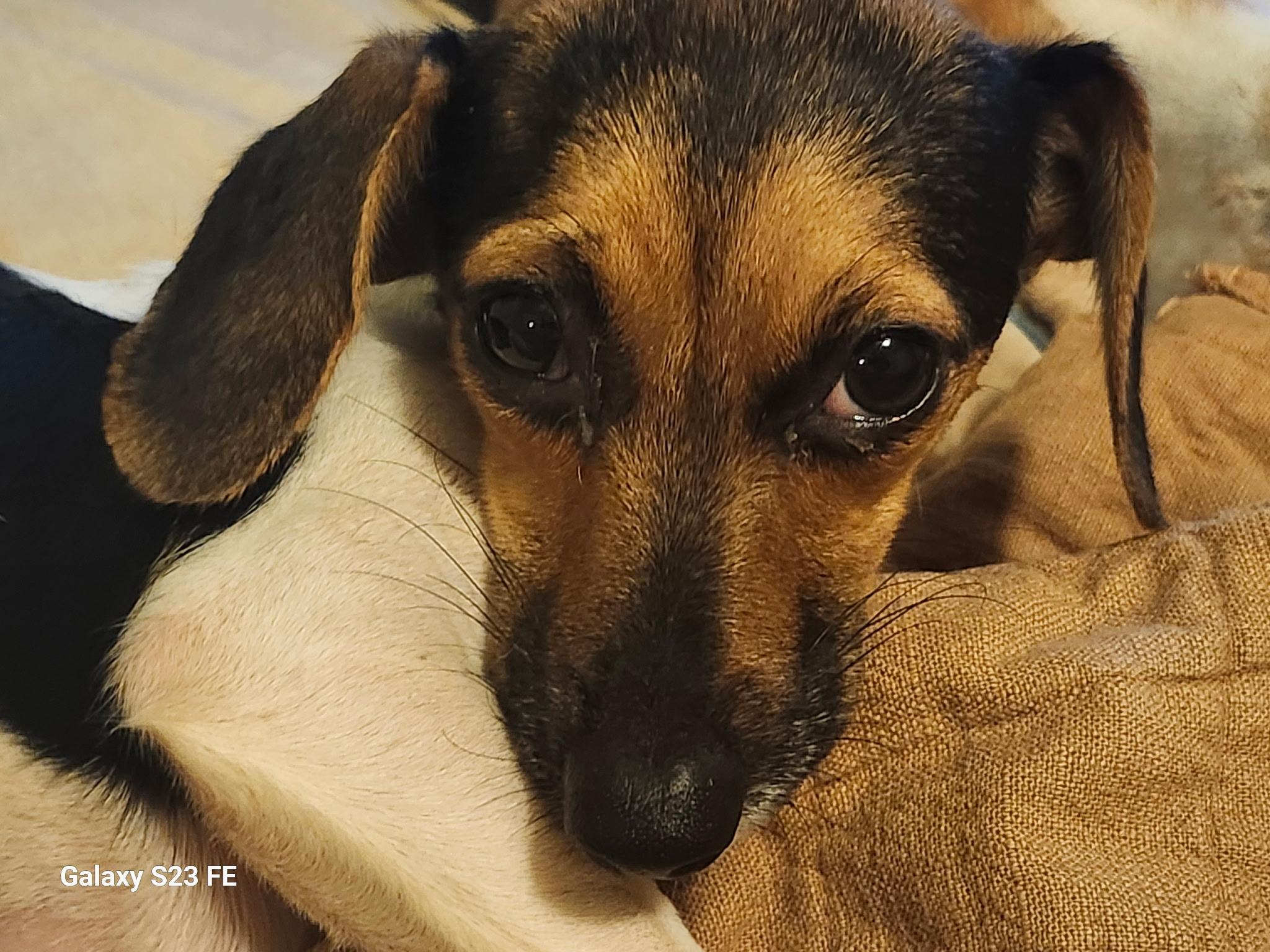 Raven, Adoptable, Adult Female Dachshund & Chihuahua.