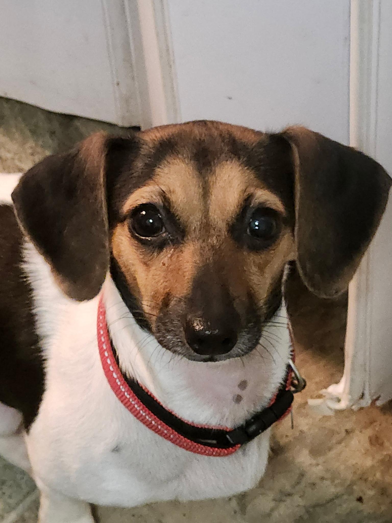 Raven, a Adoptable mixed breed in Livermore, CA image 1/4