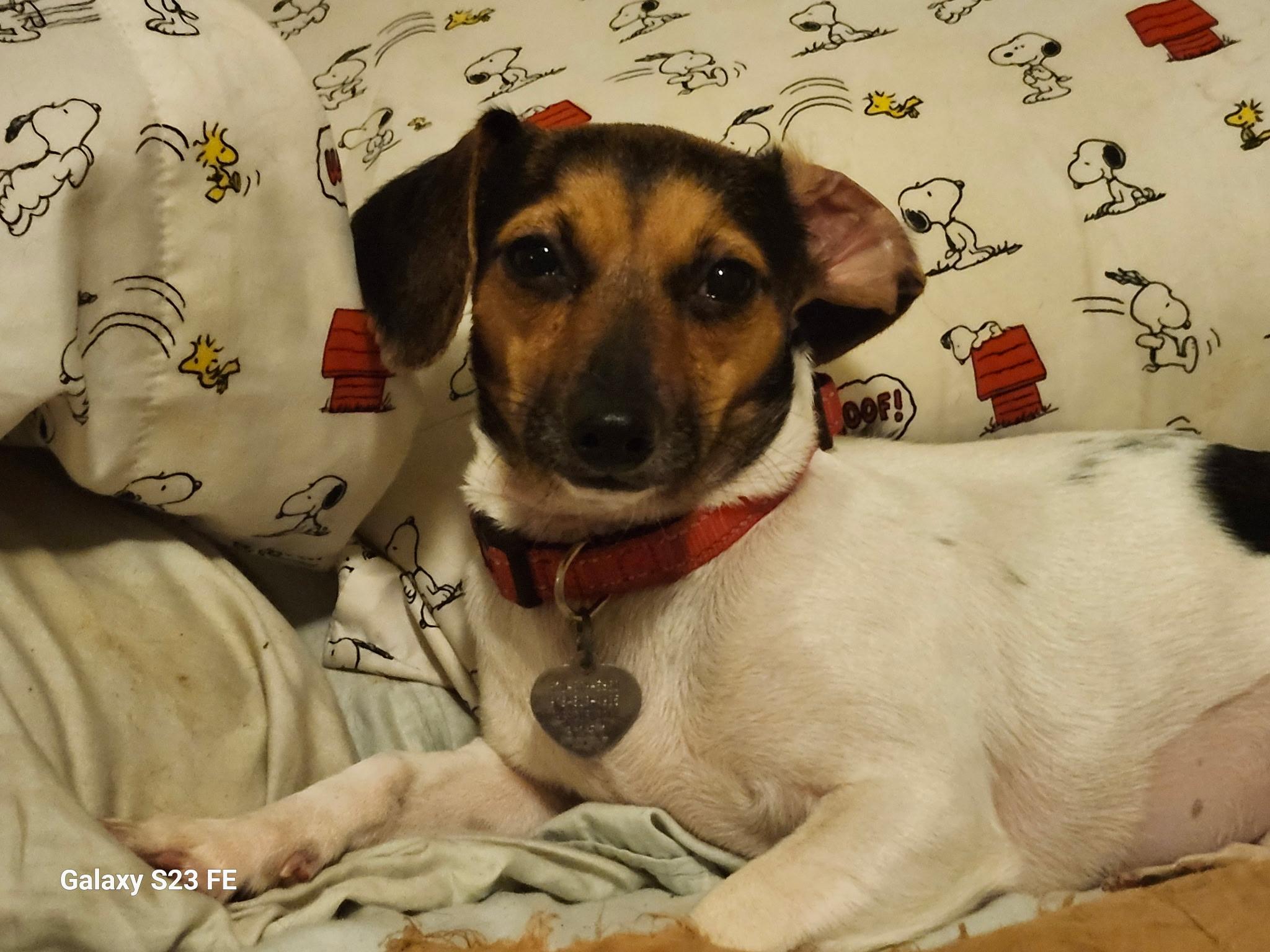 Raven, a Adoptable mixed breed in Livermore, CA image 3/4