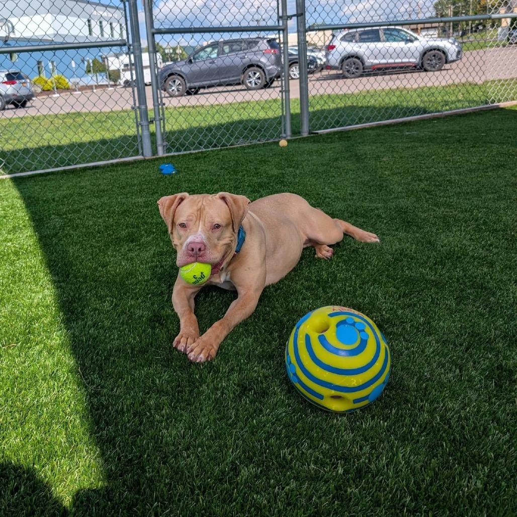 Salsa, Adoptable, Adult Female Pit Bull Terrier & Mixed Breed.
