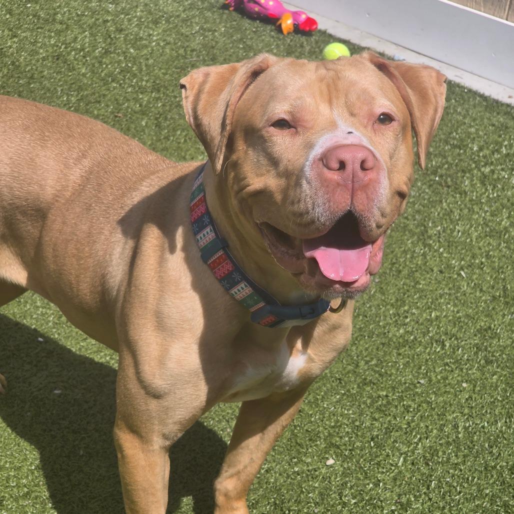 Enlarge Salsa, a Adoptable mixed breed in Binghamton, NY image 2/5