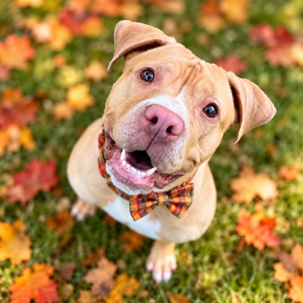 Enlarge Salsa, a Adoptable mixed breed in Binghamton, NY image 3/5