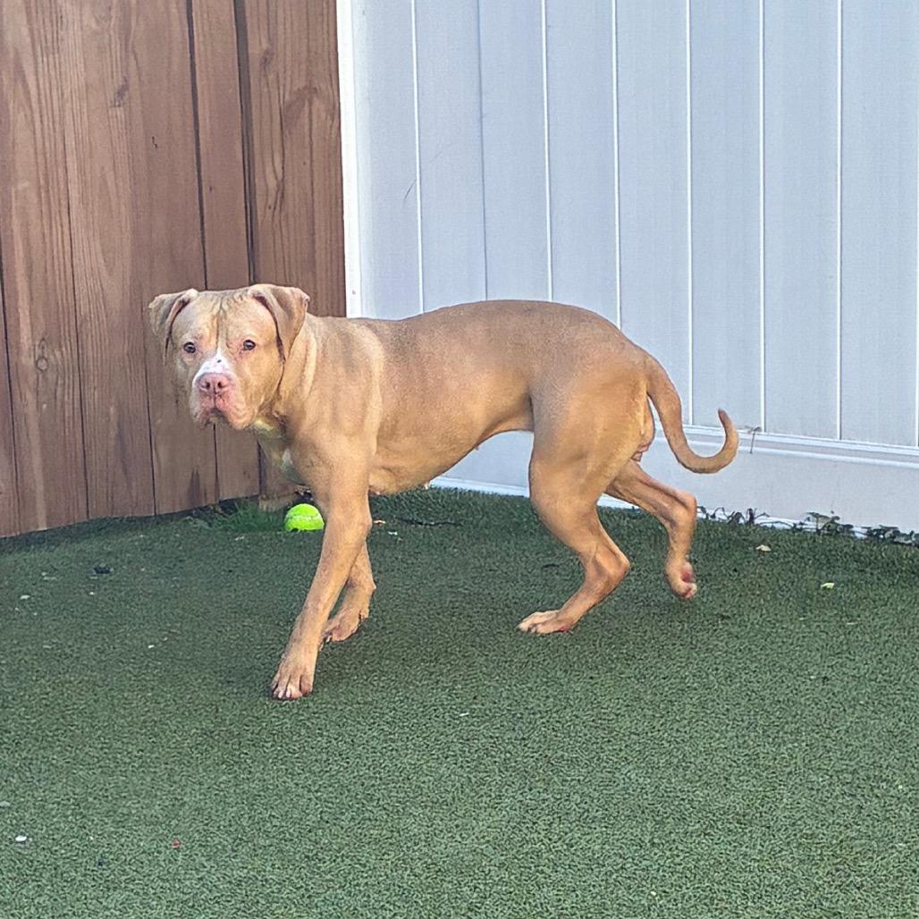 Enlarge Salsa, a Adoptable mixed breed in Binghamton, NY image 5/5