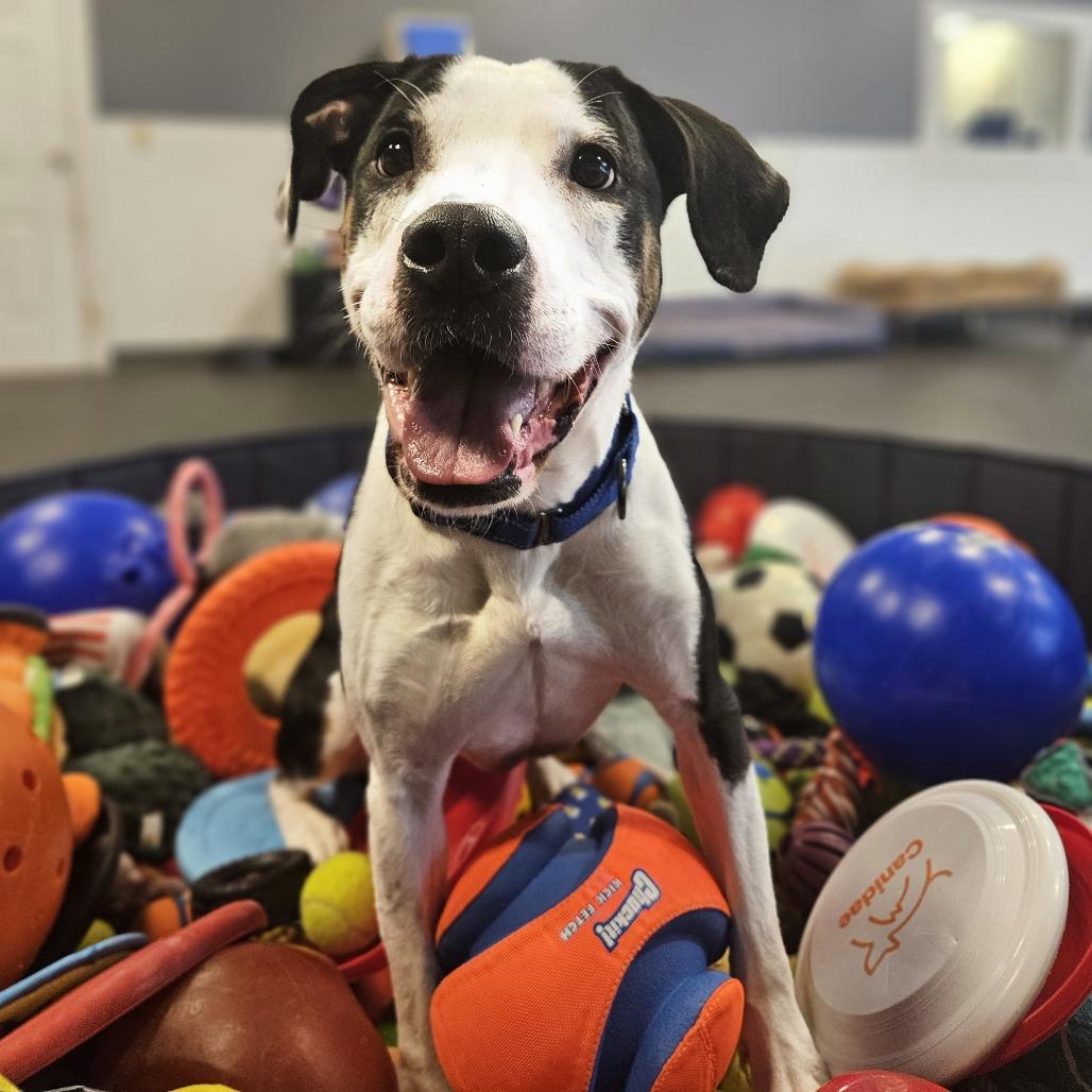 Oakley, Adoptable, Adult Male Labrador Retriever.
