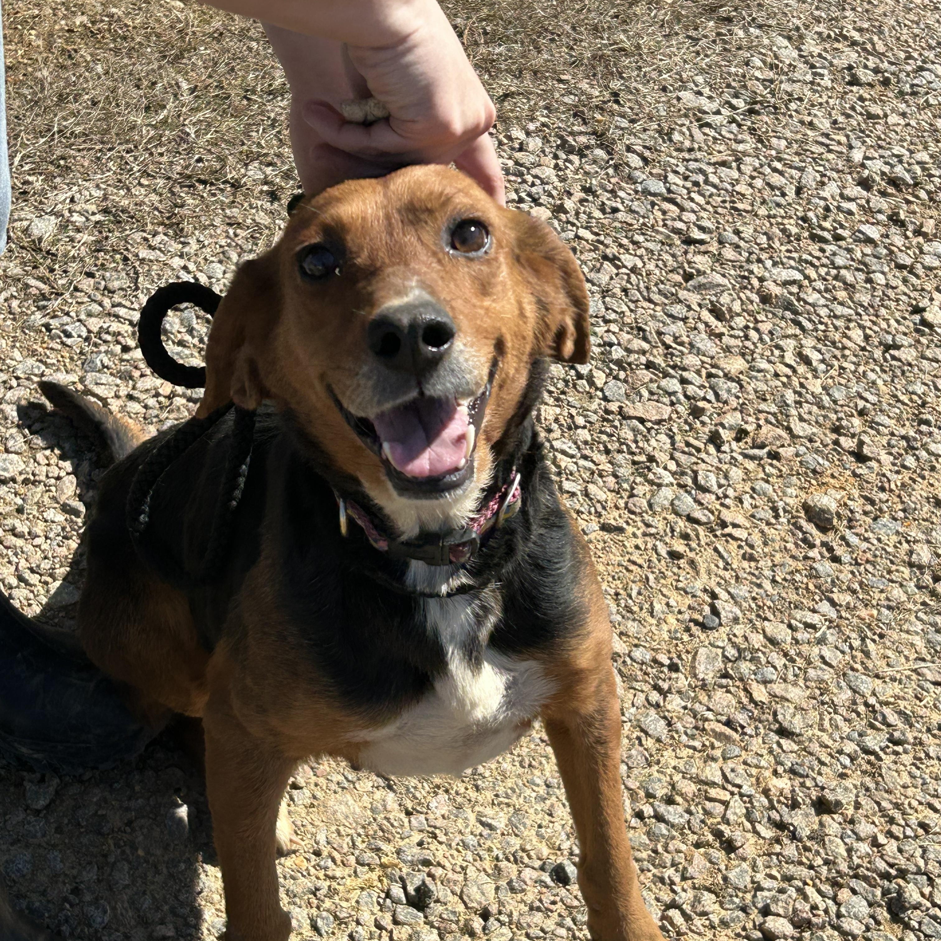 Enlarge Cocoa, an adoptable Hound in Charles City, VA image 1/4