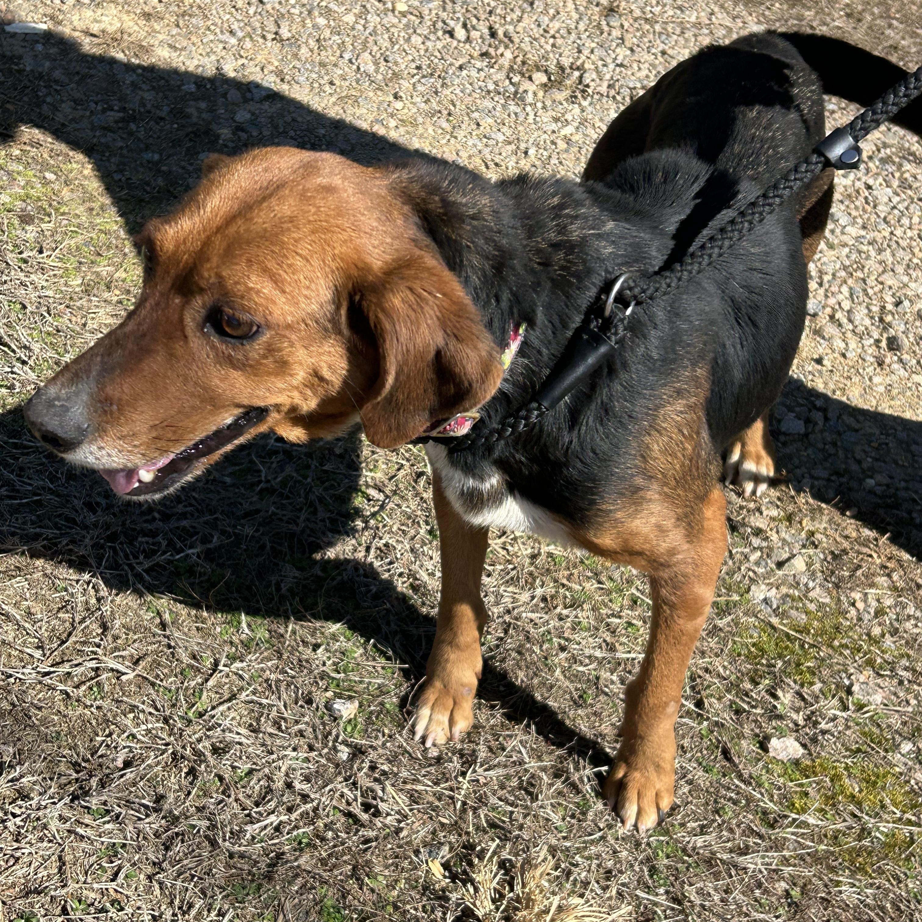 Enlarge Cocoa, an adoptable Hound in Charles City, VA image 3/4