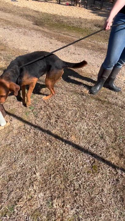 Enlarge Cocoa, an adoptable Hound in Charles City, VA video 4/4