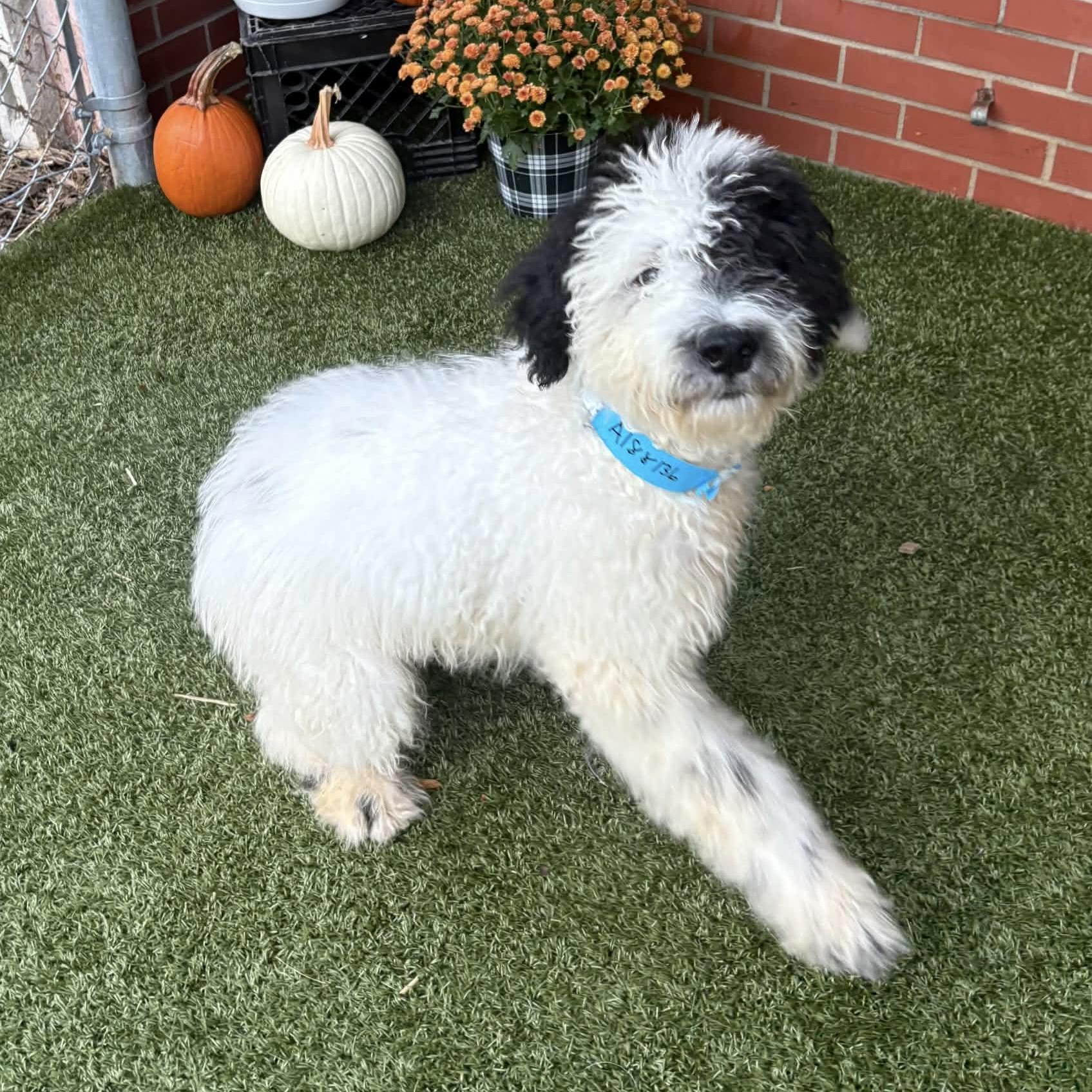 Enlarge Odie, a Adopted Goldendoodle in China Township, MI image 1/3