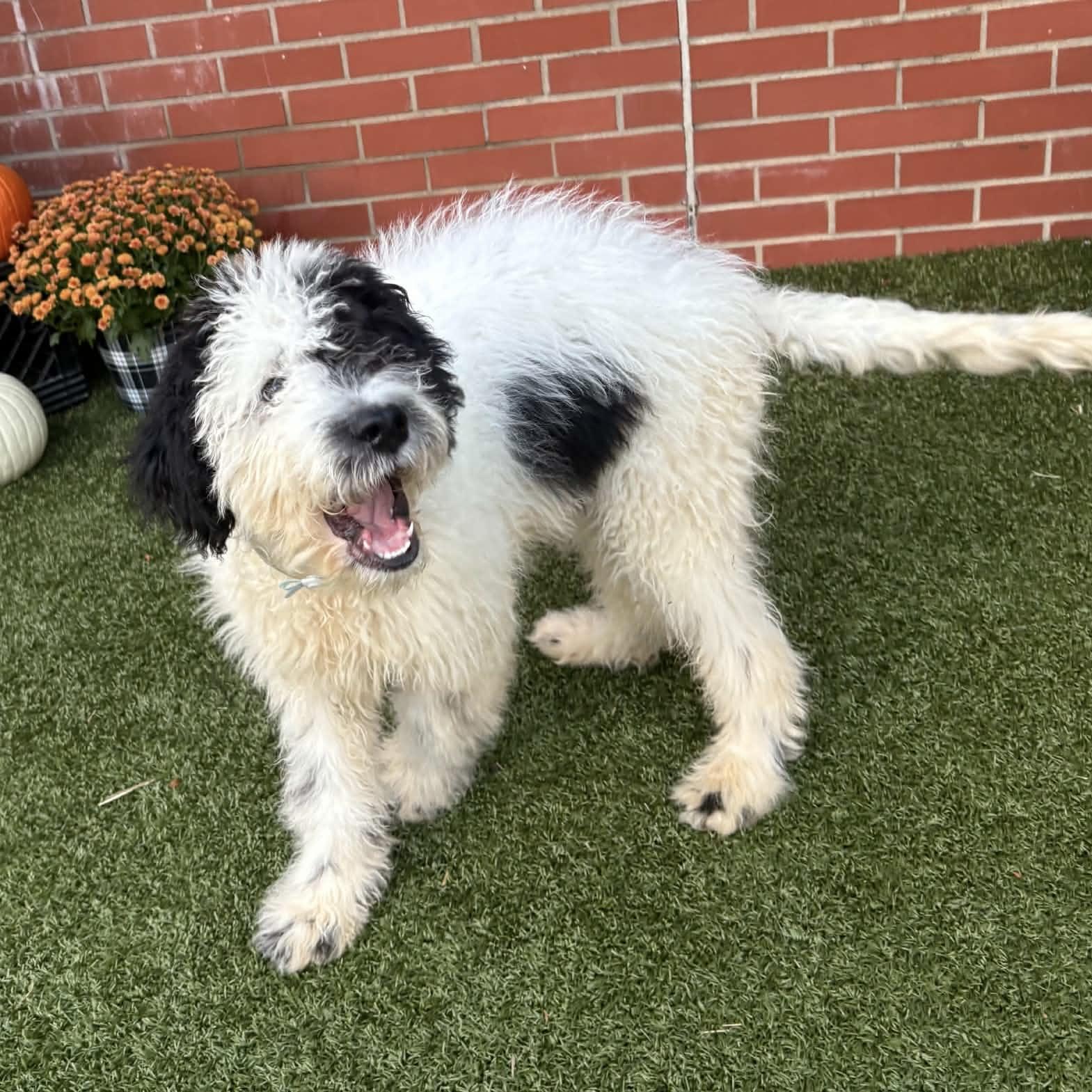 Enlarge Odie, a Adopted Goldendoodle in China Township, MI image 3/3
