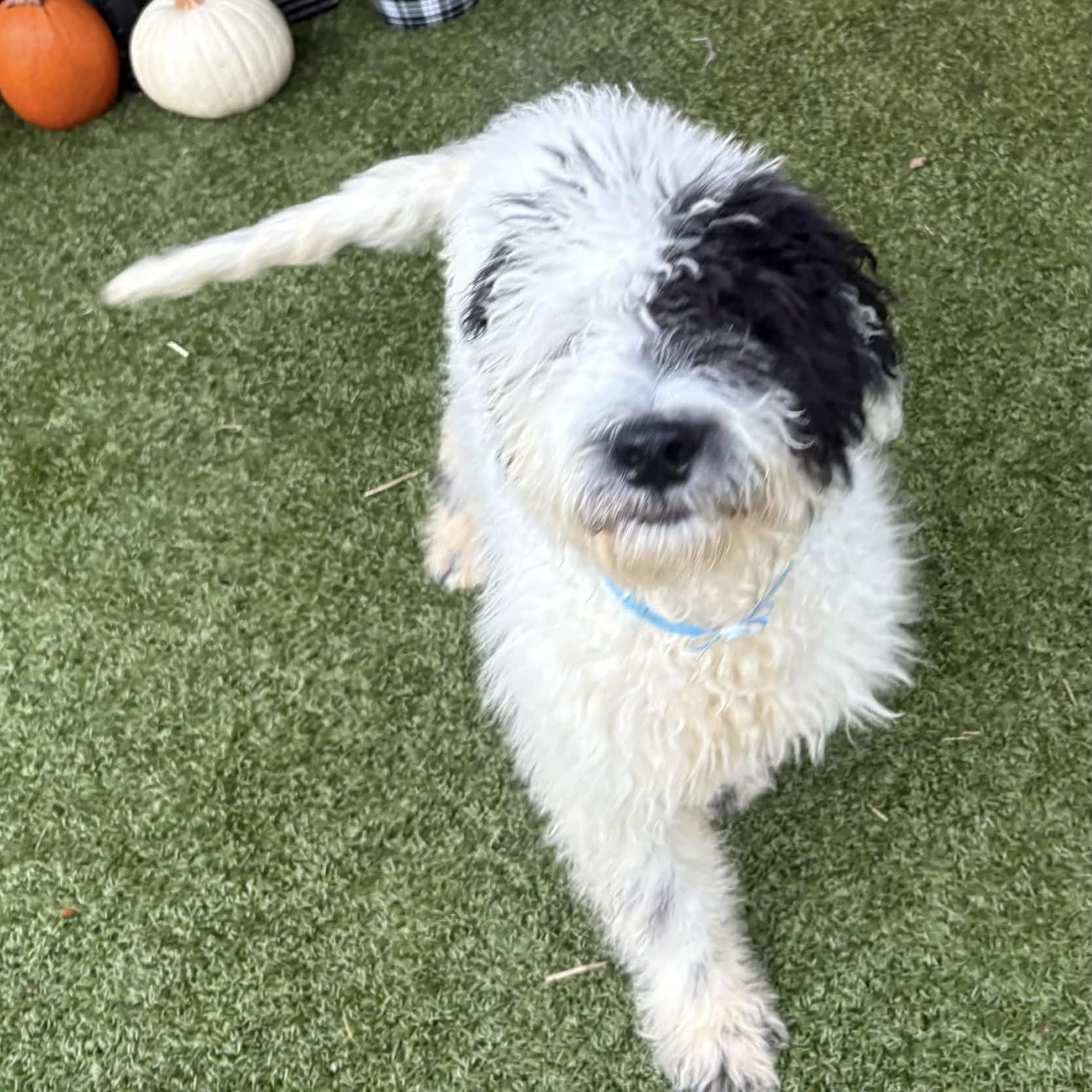 Enlarge Odie, a Adopted Goldendoodle in China Township, MI image 2/3