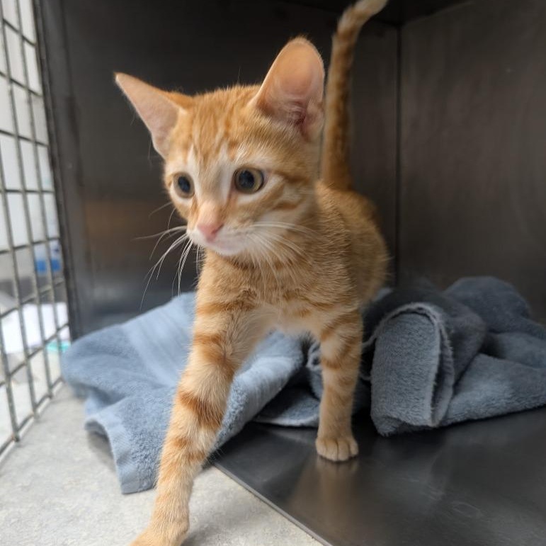 Enlarge Rye, a Adoptable Domestic Short Hair in Oconto, WI image 2/2