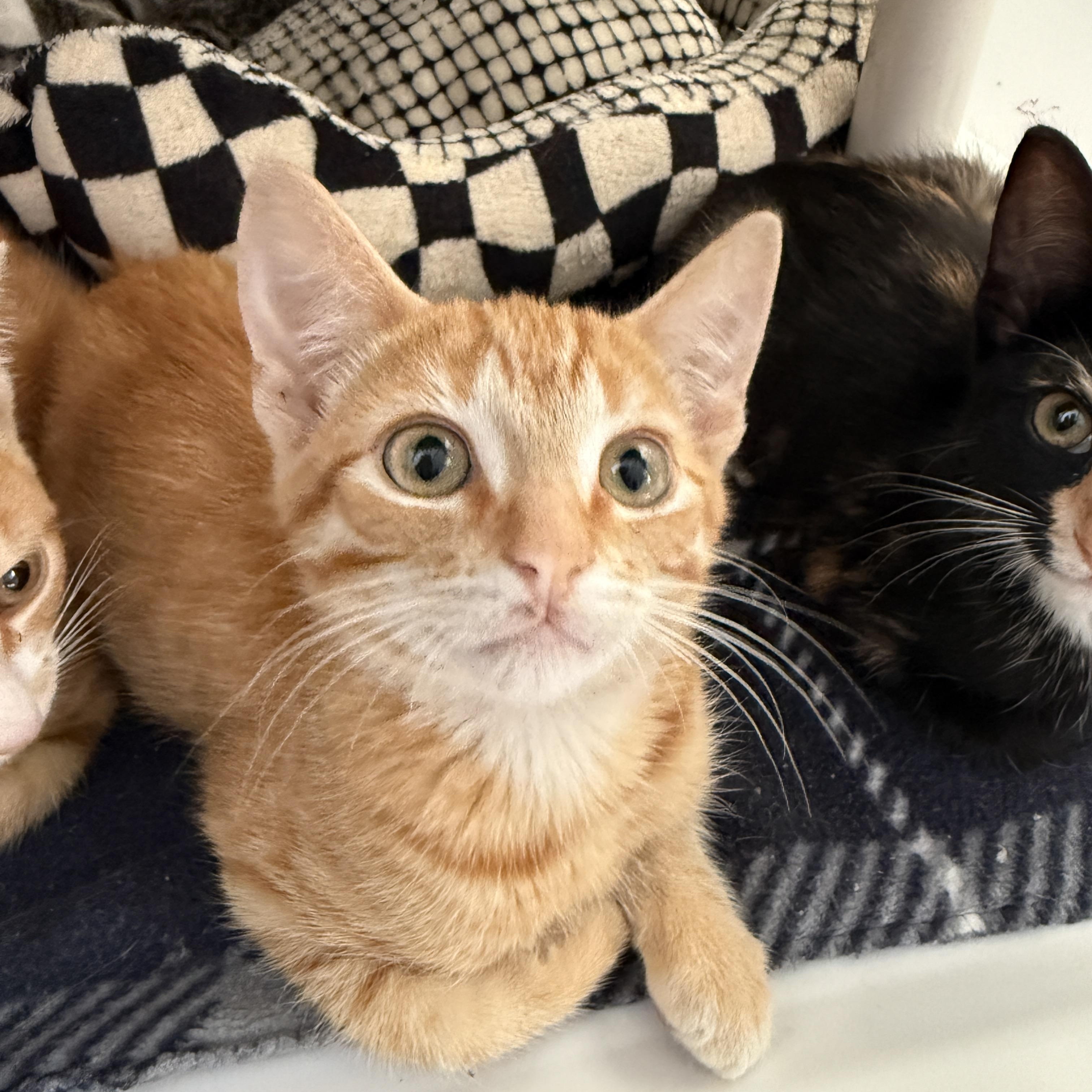 Rye, Adoptable, Kitten Male Domestic Short Hair.