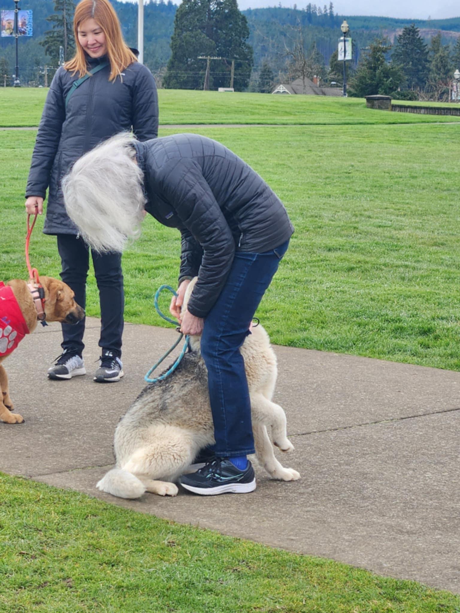 Aspen, an adoptable Siberian Husky, White German Shepherd in Missoula, MT, 59803 | Photo Image 2