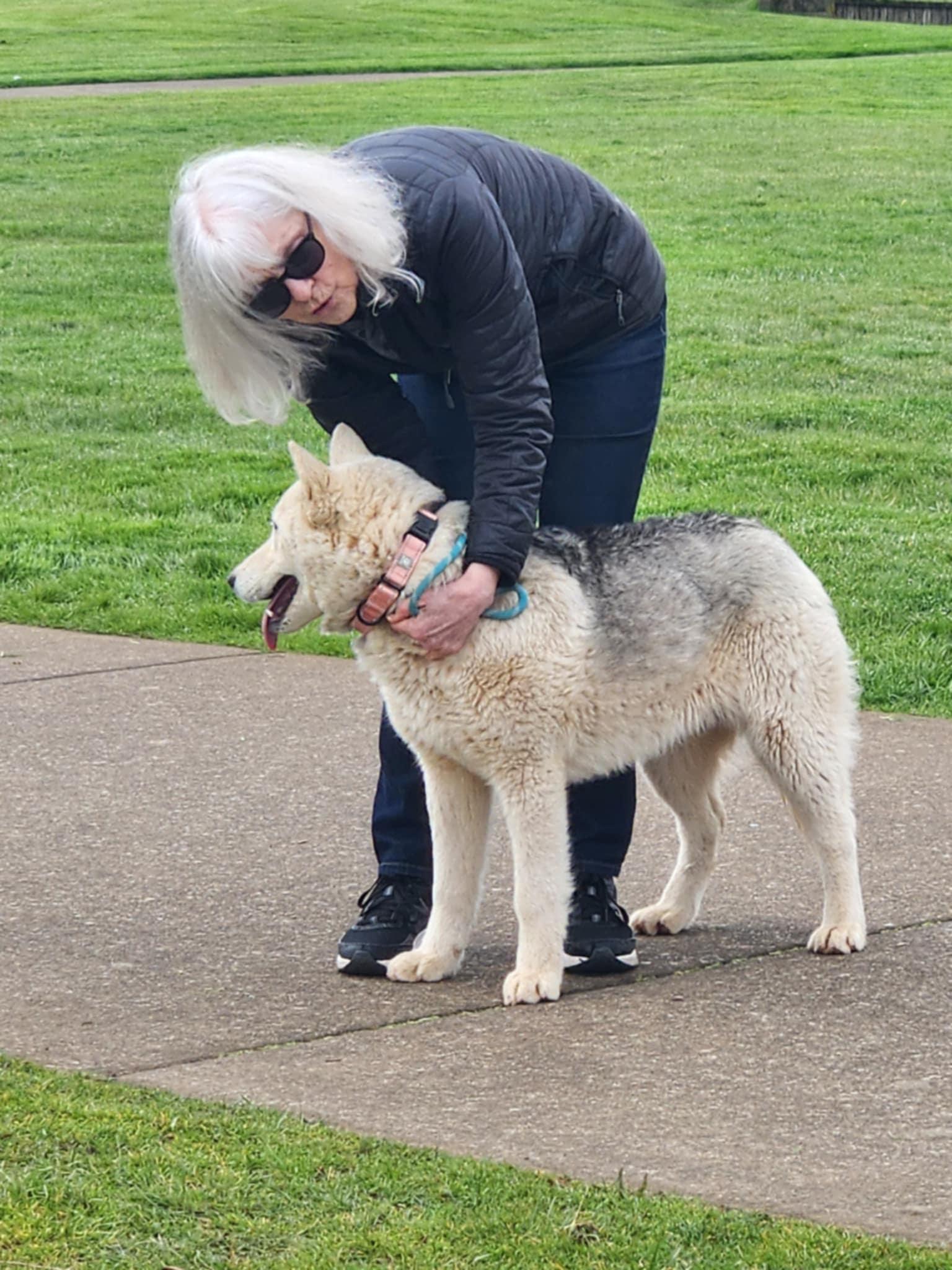 Aspen, an adoptable Siberian Husky, White German Shepherd in Missoula, MT, 59803 | Photo Image 3