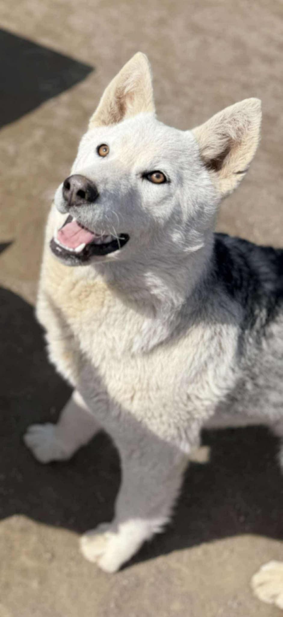 Aspen, an adoptable Siberian Husky, White German Shepherd in Missoula, MT, 59803 | Photo Image 1