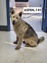 Aspen, an adoptable Siberian Husky, White German Shepherd in Missoula, MT, 59803 | Photo Image 4