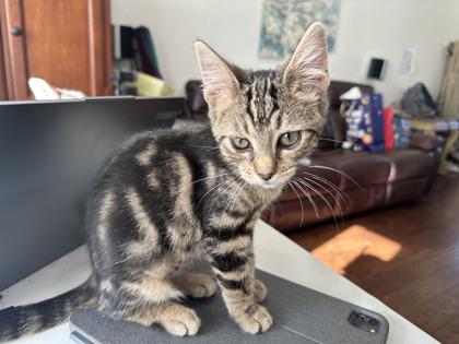 Enlarge Jupiter, a Adoptable Domestic Short Hair image 1/3