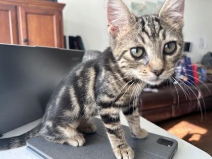 Enlarge Jupiter, a Adoptable Domestic Short Hair image 2/3