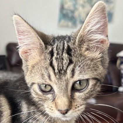 Enlarge Jupiter, a Adoptable Domestic Short Hair image 3/3