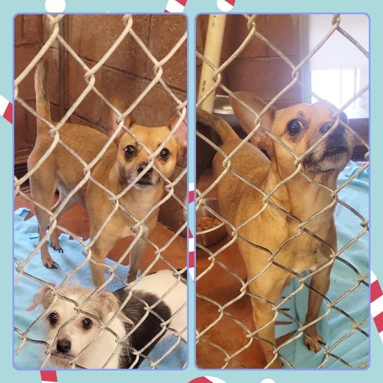 MILO, ADOPTABLE, Adult Male Chihuahua.
