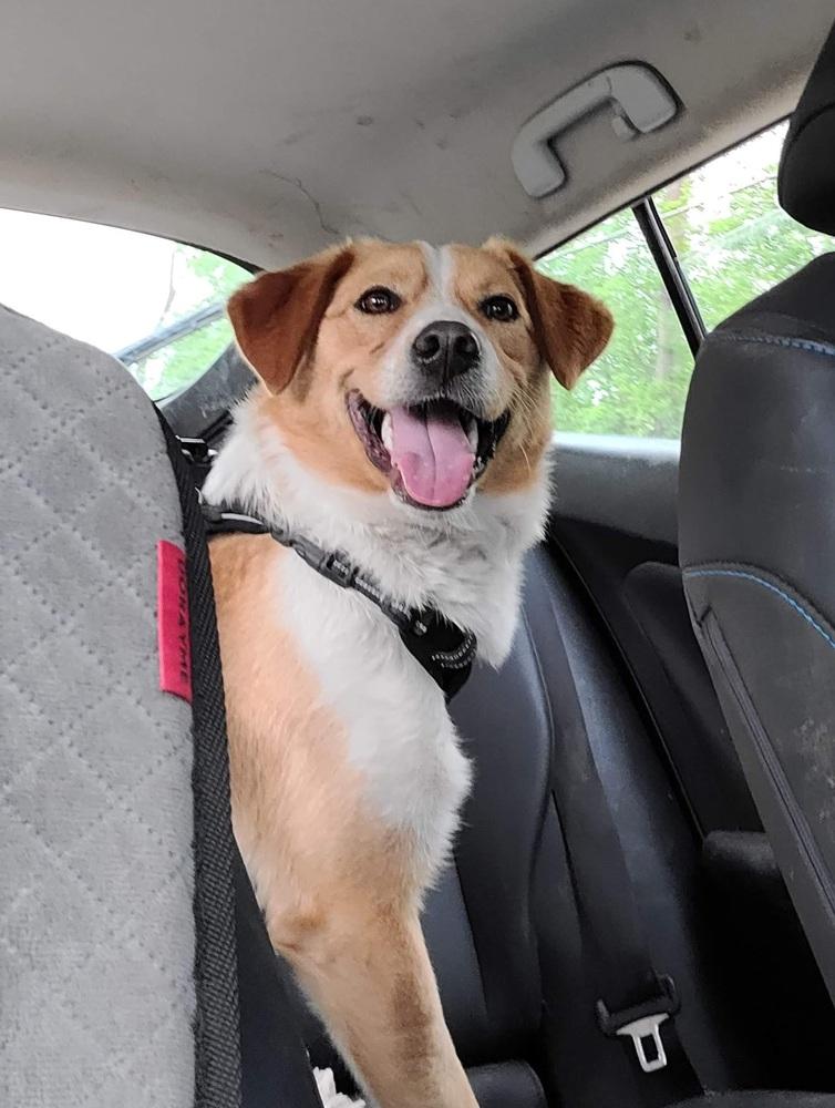 Hank Hickory, Adoptable, Young Male Australian Cattle Dog / Blue Heeler & Labrador Retriever.