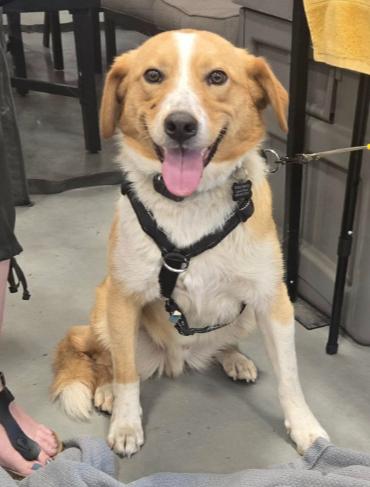 Enlarge Hank Hickory, a Adoptable mixed breed in Waunakee, WI image 2/5