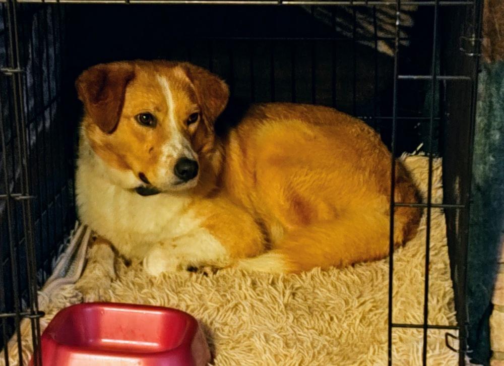 Enlarge Hank Hickory, a Adoptable mixed breed in Waunakee, WI image 3/5