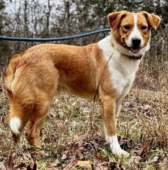 Enlarge Hank Hickory, a Adoptable mixed breed in Waunakee, WI image 4/5