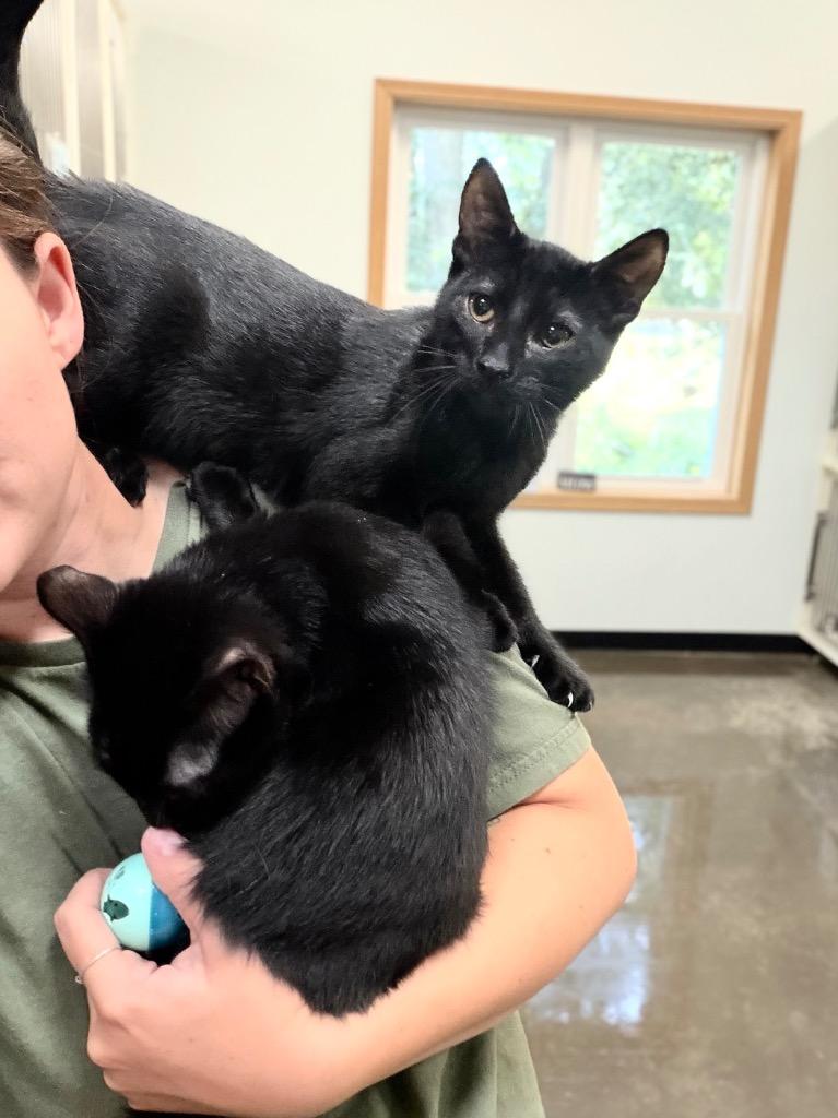 Peep, Adoptable, Kitten Male Domestic Short Hair.