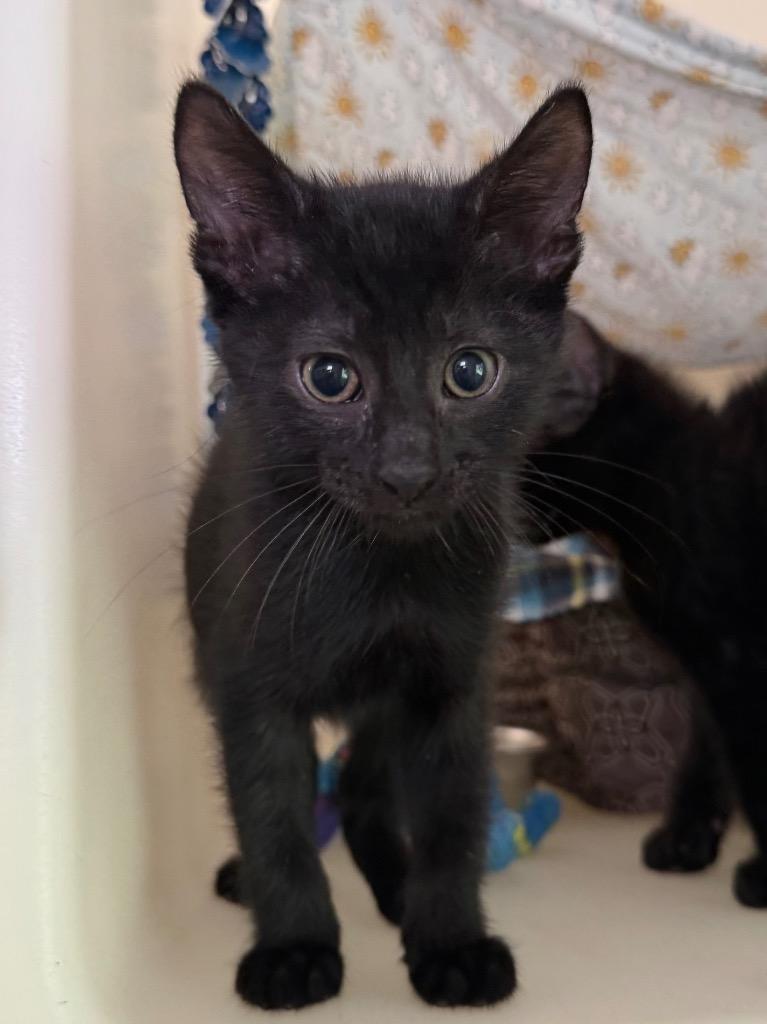 Peep, a Adoptable mixed breed in Menomonie, WI image 1/2