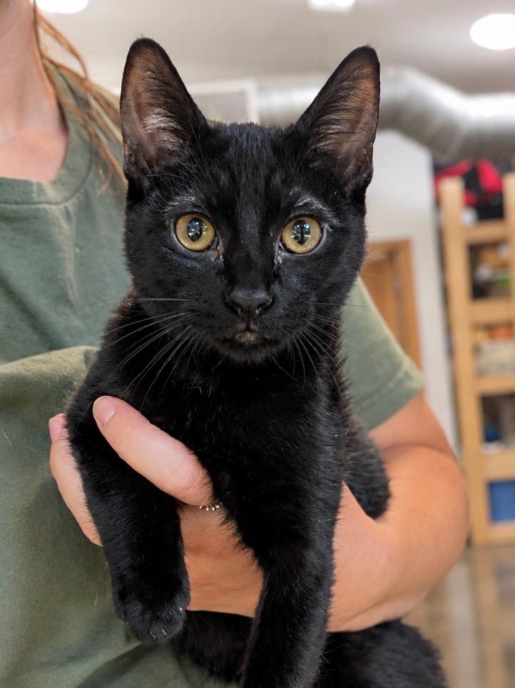 Enlarge Peep, a Adoptable mixed breed in Menomonie, WI image 3/3