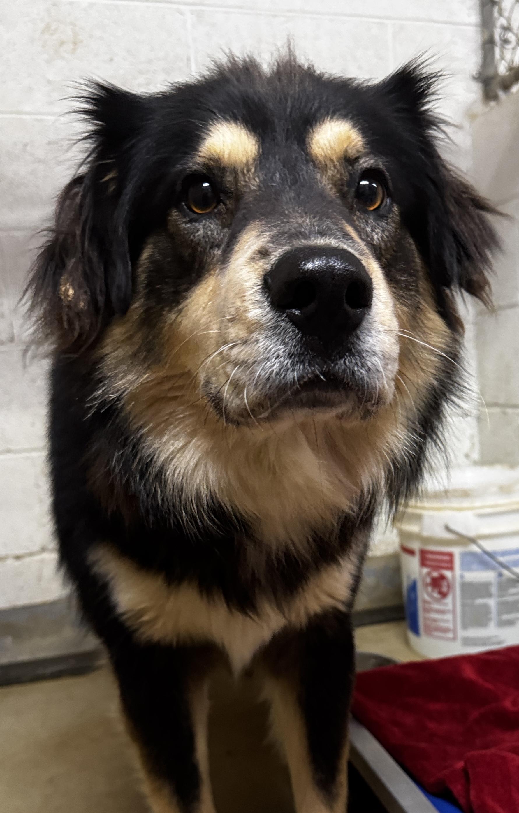 Enlarge Kris, a ADOPTABLE mixed breed in Rogersville, TN image 5/6