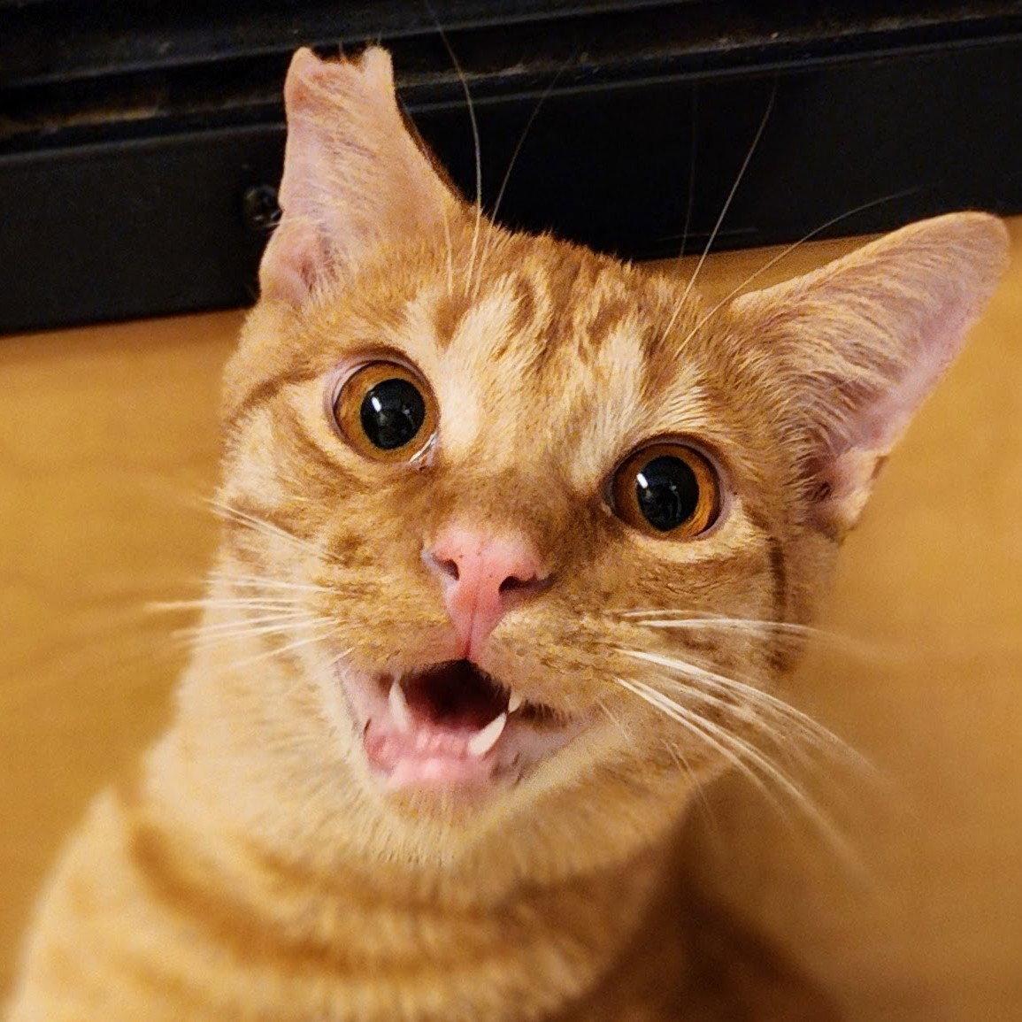 Ralphie, a Adoptable Tabby in Garland, TX image 1/3